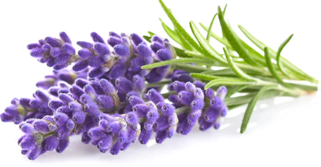 a picture of lavender