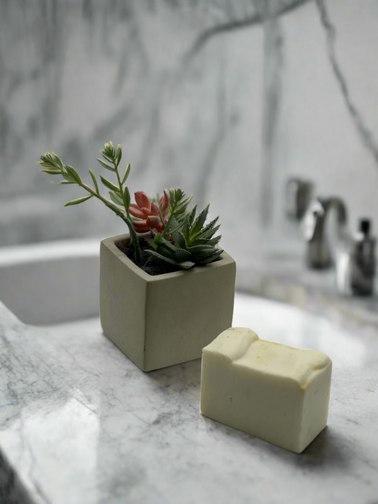 Small potted plant and rectangular block of soap on a plain background