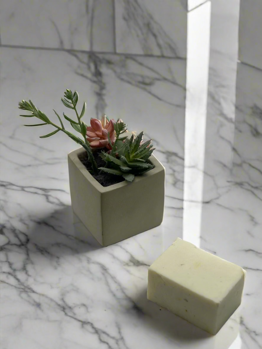 Small potted plant and bar of soap on a white background