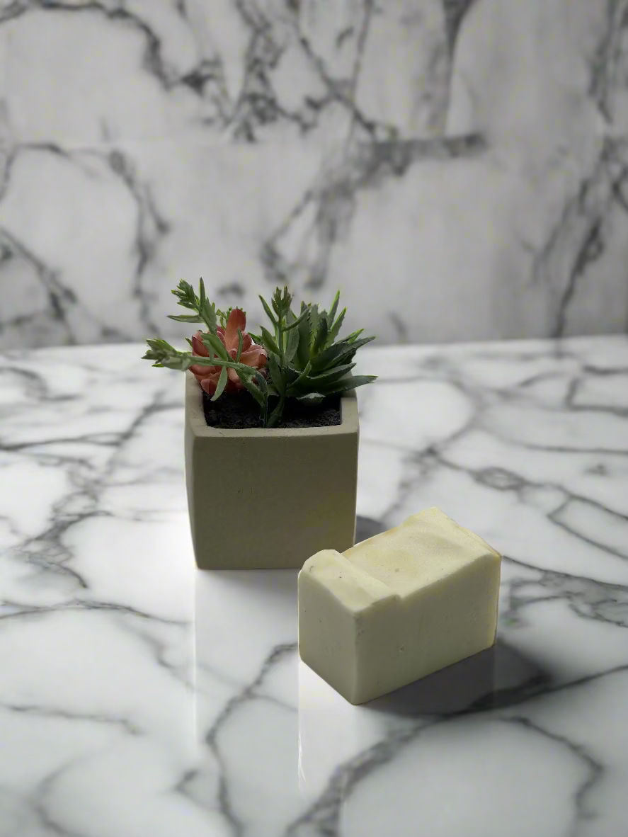 Small potted plant and rectangular object on a light gray background