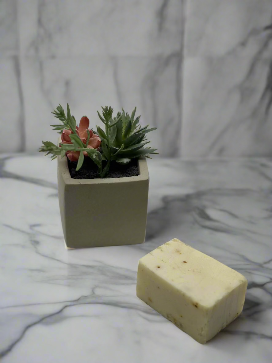 Small potted plant and bar of soap on a white background